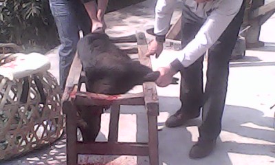 IMG1331A.jpg
